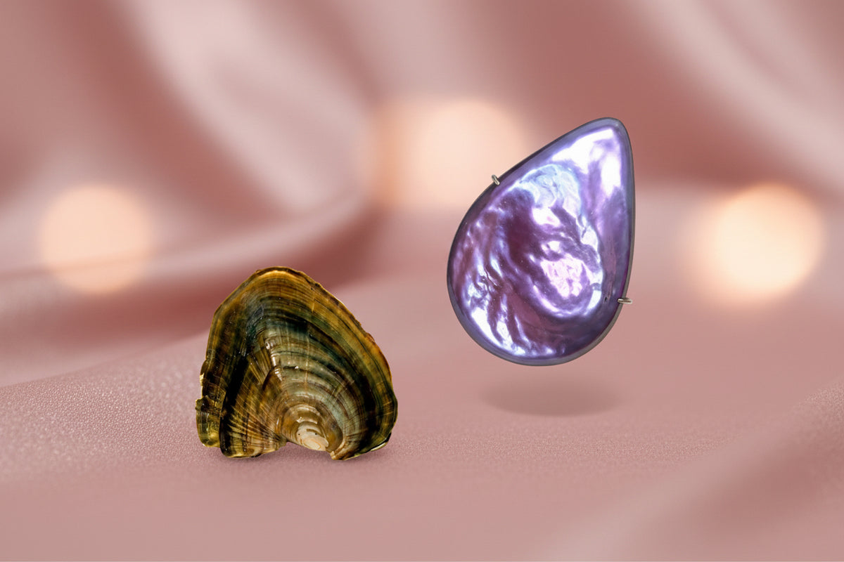 Tear Drop Shaped Pearl Oyster