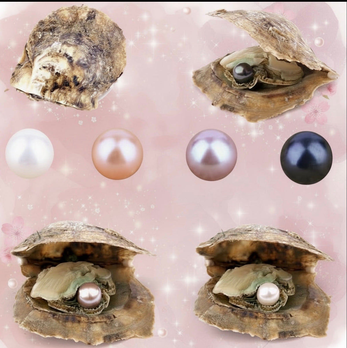 Single Pearl Oyster
